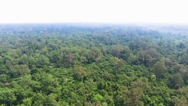 Hermoso Bosque Verde Vista Aérea Niebla Los Árboles Del Bosque — Vídeos de Stock