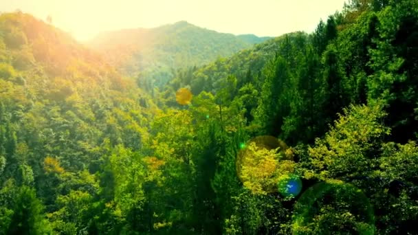 Zielony Las Lotu Ptaka Oszałamiający Obraz Drona Bujnego Krajobrazu Naturalnego — Wideo stockowe