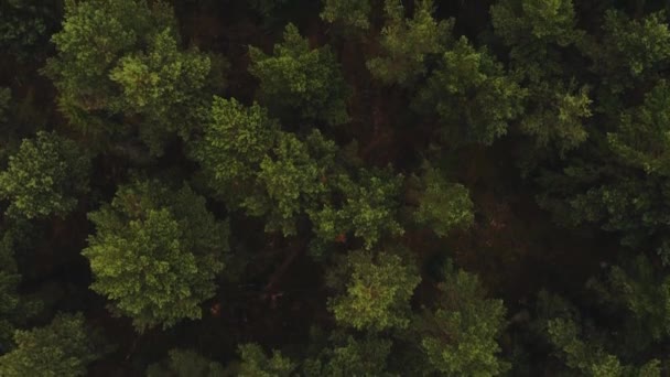 雄大な森の息をのむような空中映像自然アドベンチャーテーマ新鮮な鮮やかな緑の木 — ストック動画