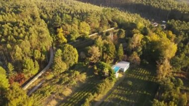 Günbatımından itibaren güzel bir sonbahar ormanı. Kırsal Sonbahar Ormanı. Sonbahar Turuncu Yeşil Yapraklar