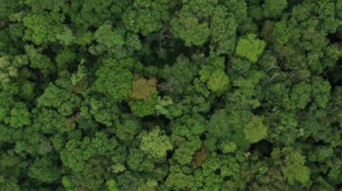 Drone Ormanı Manzarası Güzel Orman Seyahat Varış Yeri. Hava aracı video görüntüleri