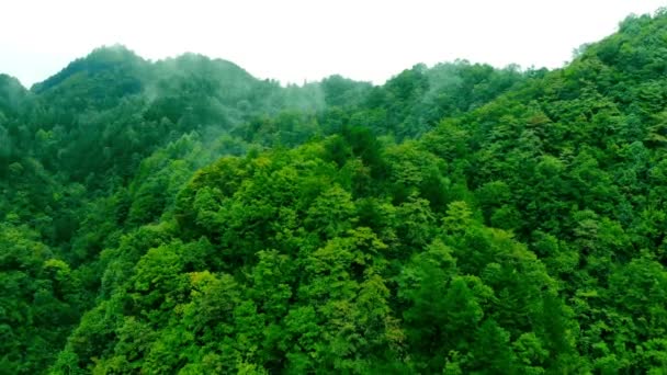 空中俯瞰绿树森林农村雨林生态系统健康环境概念背景 — 图库视频影像