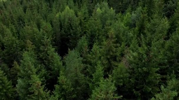 空中上からの眺め緑の木々森林農村熱帯雨林生態系健康的な環境コンセプト背景 — ストック動画