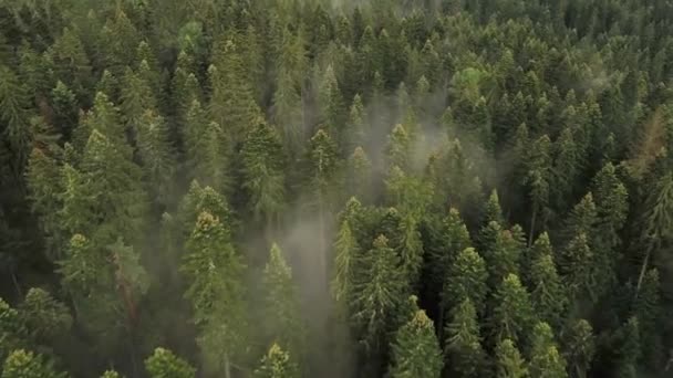 Nebbia Foresta Verde Nebbia Drone Vista Aerea Ambiente Naturale Paesaggio — Video Stock