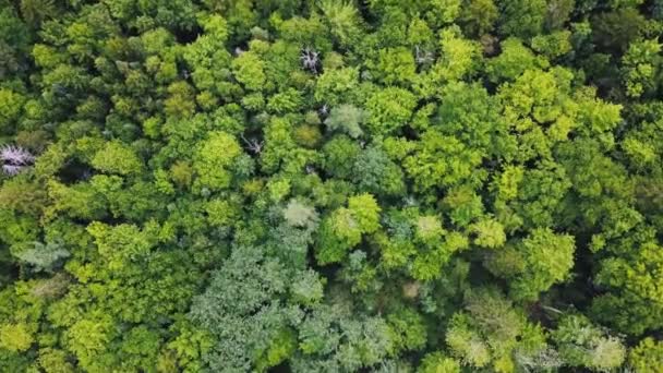 空中上からの眺め緑の木々森林農村熱帯雨林生態系健康的な環境コンセプト背景 — ストック動画