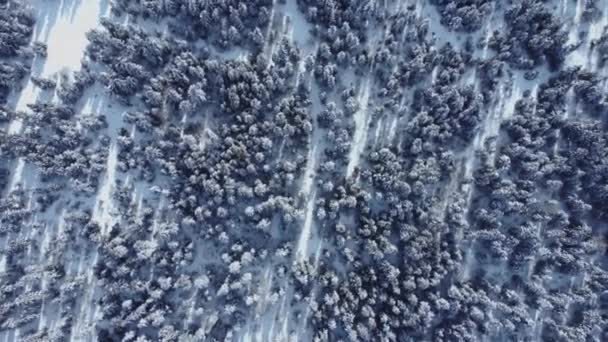 Χειμερινό Δάσος Εναέρια Άποψη Drone Τοπίο Shots Όμορφη Φύση Δάσος — Αρχείο Βίντεο