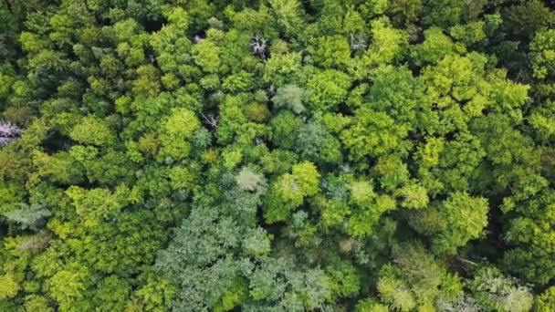 Verde Foresta Drone Vista Aerea Ambiente Naturale Paesaggio Tranquillo Occhio — Video Stock