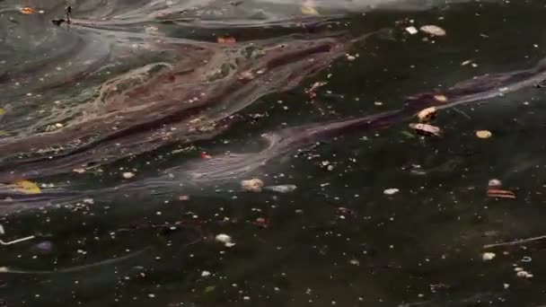 海洋养护石油钻机泄漏事故中的原油环境灾难 — 图库视频影像