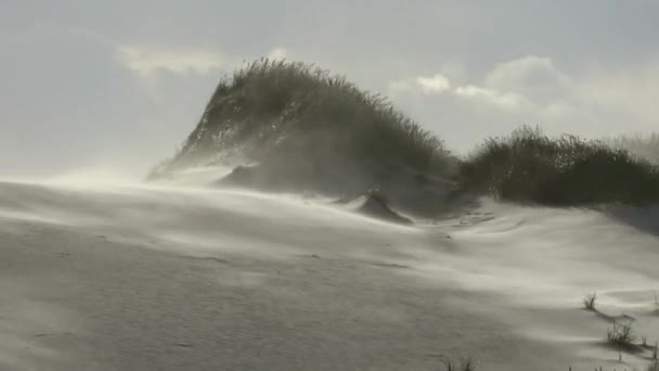 Uno Sfondo Polvere Dune Sabbia Con Erba Mare Spiaggia — Video Stock