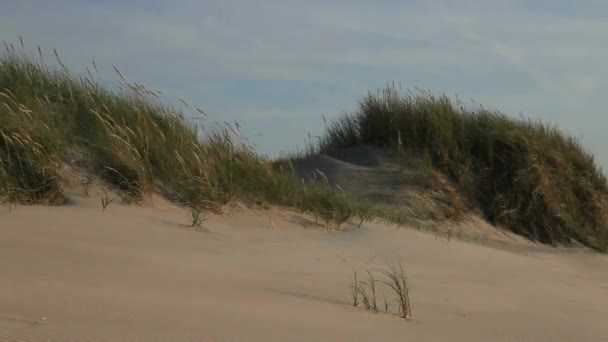 Uno Sfondo Polvere Dune Sabbia Con Erba Mare Spiaggia — Video Stock