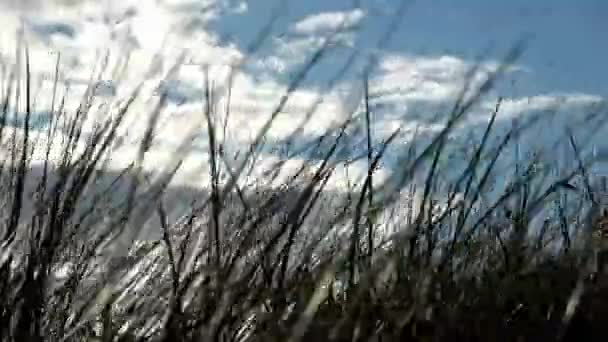 Ψηλό Γρασίδι Που Ταλαντεύεται Στον Άνεμο Τοπίο Κάποια Βλάστηση Θέα — Αρχείο Βίντεο