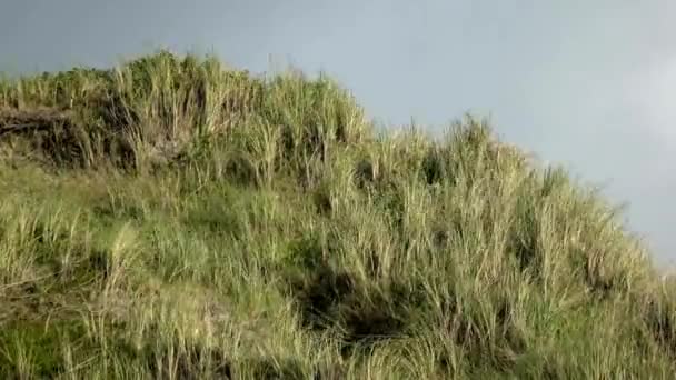 Grama Alta Que Balançou Vento Paisagem Com Alguma Vegetação Natureza — Vídeo de Stock