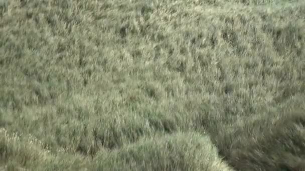 在风中摇曳的高草带着一些植被的自然景观可以看到Hd — 图库视频影像