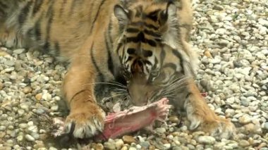 Sumatra Kaplanı, panthera tigris sumatrae hayvanat bahçesinde çiğ et keçi kemiği yiyen hayvan. Nadir rastlanan vahşi yaşam nesli tükenmiş güzel HD.