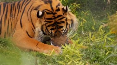 Sumatra Kaplanı doğal bir parkta güneşleniyor Panthera tigris sumatrae hayvanat bahçesi kedisi ailesi büyük turuncu, siyah çizgili HD