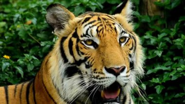 Sumatra Kaplanı doğal bir parkta güneşleniyor Panthera tigris sumatrae hayvanat bahçesi kedisi ailesi büyük turuncu, siyah çizgili HD