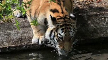 Hayvan kaplanı kedi memelisi. Elde içme ya da yüzme. Hayvanat bahçesi etoburu.