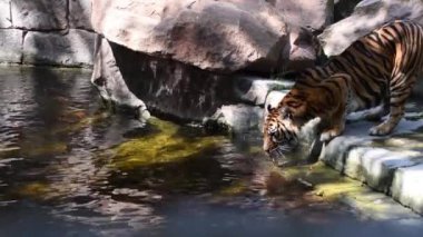 Hayvan kaplanı kedi memelisi. Elde içme ya da yüzme. Hayvanat bahçesi etoburu.