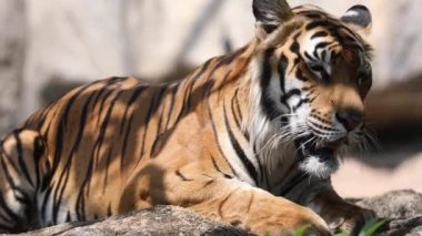 Uyuyan kaplanın detaylı portresi. Tayland kaplanının güzel yüz portresi Sumatra kaplanı egzotik vahşi hayvan mamali Endonezya nesli tükenmiş HD