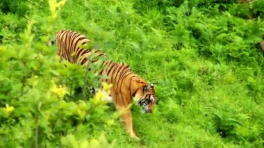 Büyük kaplan Sumatra 'da kaplan görülmesi sıcak ve güneşli bir günde dinlenir. Çizgili Kaplan yaklaş. Asya Sibirya Hayvanat bahçesi topraklarında canavar avcısı avlıyor