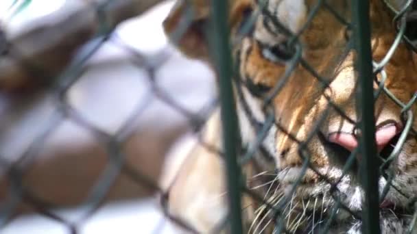 Tijger Hek Dierentuin Natuurpark Panthera Tigris Witte Tijger Liggend Zijn — Stockvideo