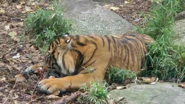 Sumatraanse Tijger Panthera Tigris Sumatrae Die Rauw Vleesbeenderdier Eet Dierentuin — Stockvideo