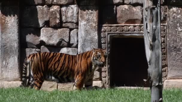 수마트라 호랑이 일광욕 Panthera Tigris Sumatrae 동물원 고양이 Family 선검은 — 비디오