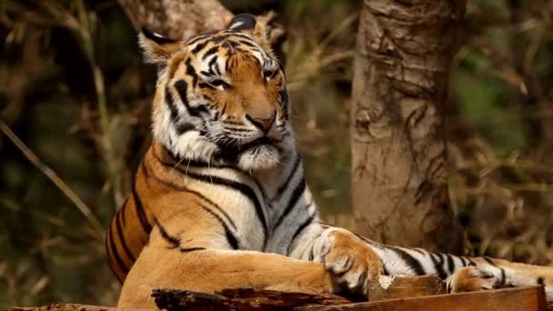 Sumatra Tigre Tomando Sol Parque Natural Panthera Tigris Sumatrae Zoológico — Vídeo de stock