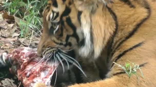 Sumatra Tigre Panthera Tigris Sumatrae Comer Carne Crua Cabra Osso — Vídeo de Stock