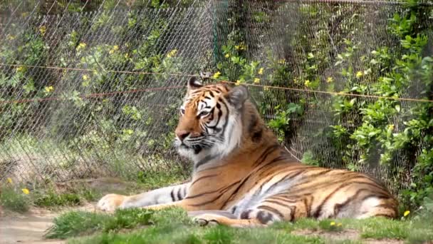 Tygrys Zwierzę Ssak Kot Drapieżnik Sumatran Tygrys Safari Ochrona Zewnątrz — Wideo stockowe