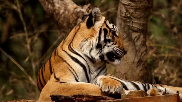 Tygrys Zwierzę Ssak Kot Drapieżnik Sumatran Tygrys Safari Ochrona Zewnątrz — Wideo stockowe