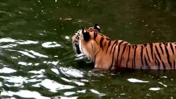 Animale Tigre Gatto Mammifero Bere Nuotare Mano Fatto Zoo Naturale — Video Stock