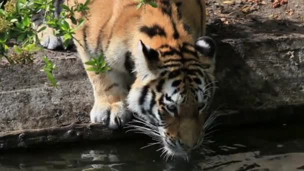 Animal Tigre Gato Mamífero Beber Nadar Mano Hecho Naturaleza Zoológico — Vídeo de stock