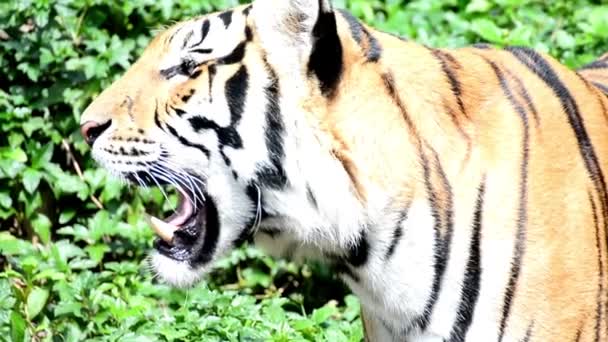 Tiger Djur Däggdjur Katt Rovdjur Sumatran Tiger Safari Bevarande Utomhus — Stockvideo