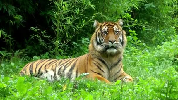 タイガー動物哺乳動物猫捕食者スマトラトラでサファリ保全屋外オレンジ野生動物アジアインドネシアHd — ストック動画