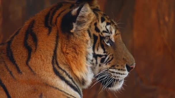 Retrato Detalhe Perto Tigre Sol Banho Bonito Retrato Facial Tigre — Vídeo de Stock