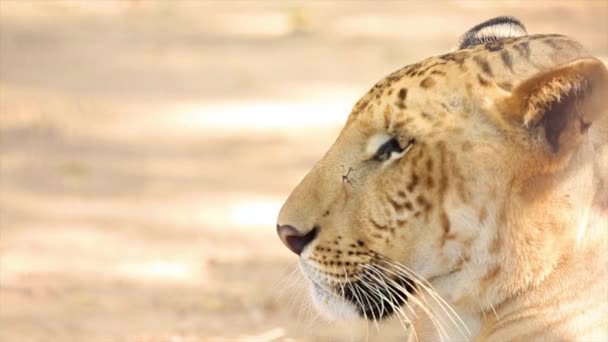 Сибірський Білий Тигр Природний Парк Panthera Tigris Білий Тигр Лежить — стокове відео