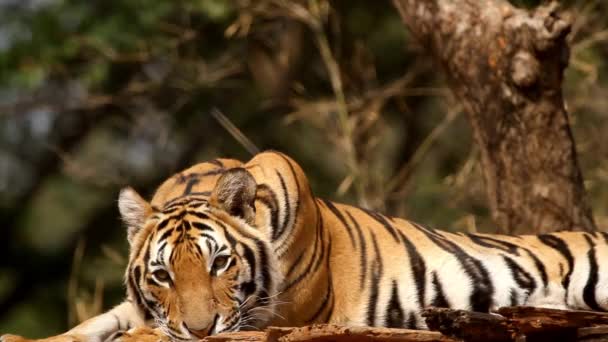 Κοντινές Λεπτομέρειες Πορτραίτο Της Τίγρης Κολύμβησης Όμορφη Προσωπογραφία Της Τίγρης — Αρχείο Βίντεο