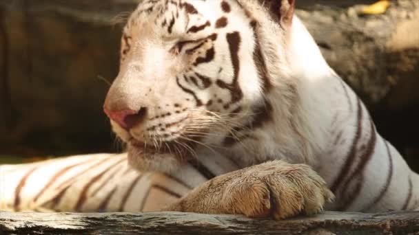Siberische Blanken Tijger Natuurpark Panthera Tigris Witte Tijger Liggend Zijn — Stockvideo