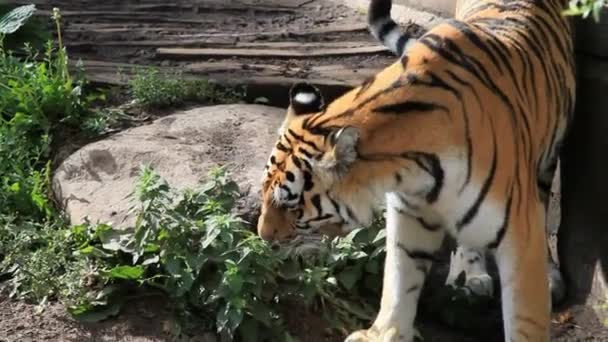 Tygr Zvíře Savec Kočka Dravec Sumatran Tygr Safari Zachování Venkovní — Stock video