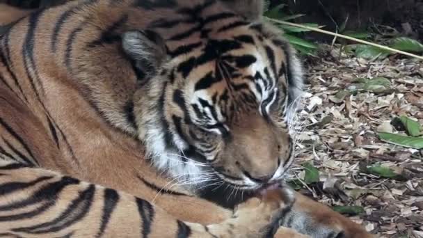 Sumatran Tiger Sunbathing Natural Park Panthera Tigris Sumatrae Zoo Animal — Stock Video