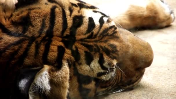 Detailní Portrét Spícího Tygra Krásná Tvář Portrét Tygra Thajsku Sumatran — Stock video