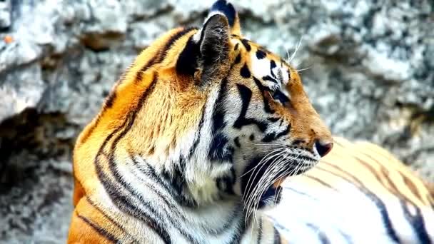 Widzenie Tygrysa Sumatrze Wielki Tygrys Spoczywa Upalny Słoneczny Dzień Tiger — Wideo stockowe