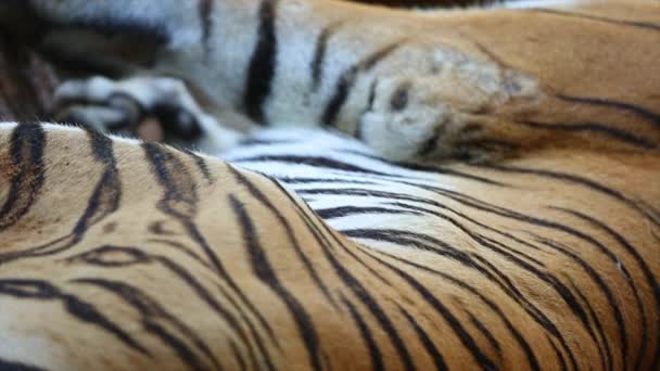 Подробный Портрет Спящего Тигра Красивый Портрет Тигра Таиланде Суматранский Тигр — стоковое видео