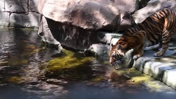 Животное Тигр Кошка Млекопитающее Питьевой Плавание Руке Сделал Природу Плотоядные — стоковое видео