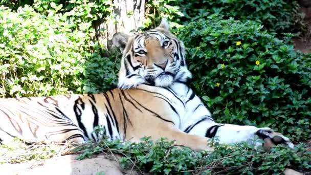 Närbild Detalj Porträtt Sovande Tiger Vackert Ansikte Porträtt Tiger Thailand — Stockvideo