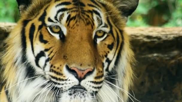 Большой Тигр Отдыхает Жаркий Солнечный День Суматре Полосатый Тигр Крупным — стоковое видео