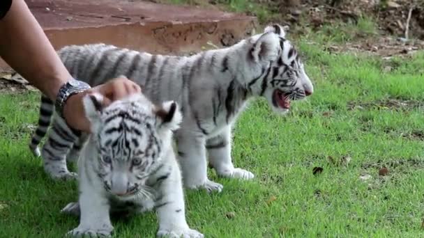 Sibiřský Bílý Tygr Přírodní Park Panthera Tygr Bílý Leží Boku — Stock video
