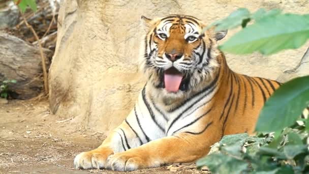 Widzenie Tygrysa Sumatrze Wielki Tygrys Spoczywa Upalny Słoneczny Dzień Tiger — Wideo stockowe