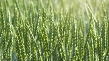 Yeşil buğday yeni kolordu. Güneşli bir günde taze tarım çiftliği.